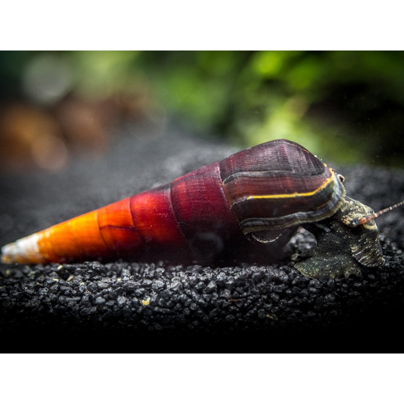 Cappuccino Spike Snail (Faunus ater)