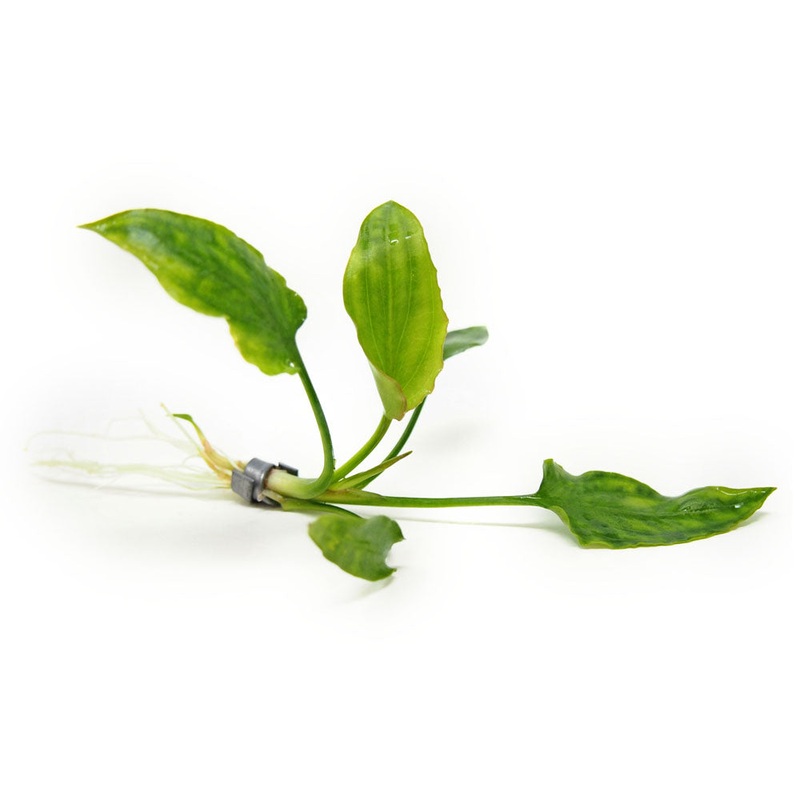 Cryptocoryne pontederiifolia