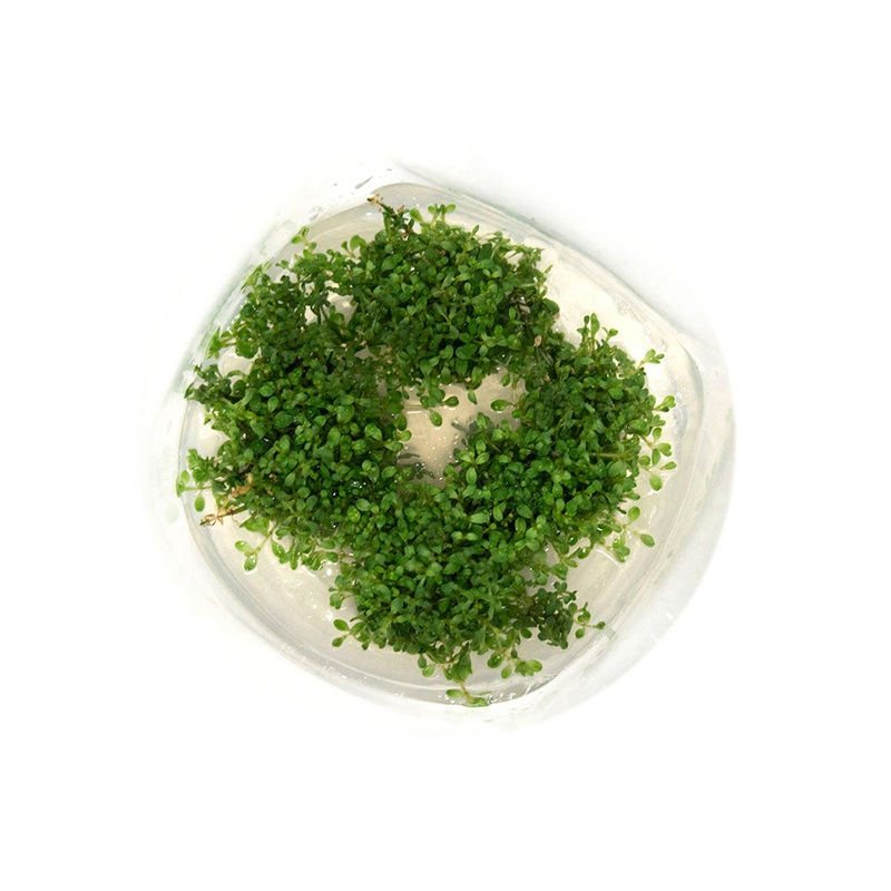 Dwarf Baby Tears (Hemianthus callitrichoides "Cuba") Tissue Culture