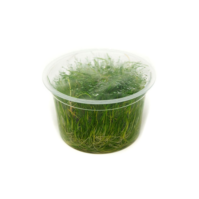 Dwarf Hairgrass (Eleocharis parvula) Tissue Culture