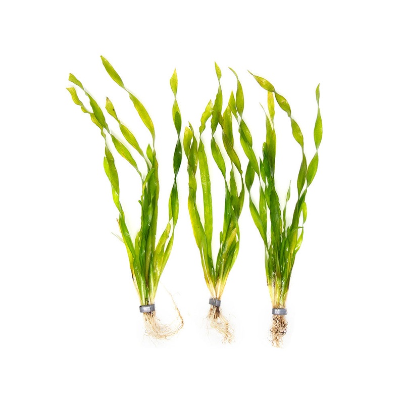 Giant Corkscrew Vallisneria Asiatica (Vallisneria americana "Asiatica"), bare root w/lead