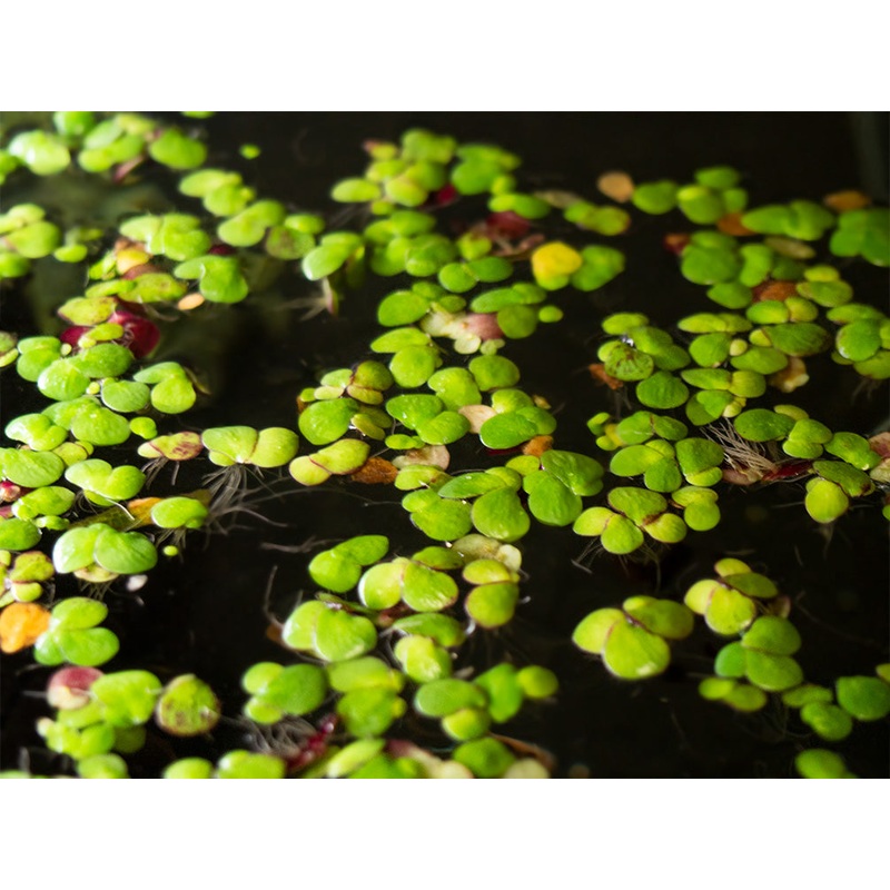 Giant Duckweed (Spirodela polyrhiza) - 2 Tbsp