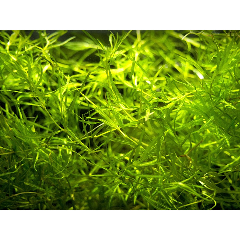 Guppy Grass AKA Najas Grass (Najas guadelupensis), Loose Portion