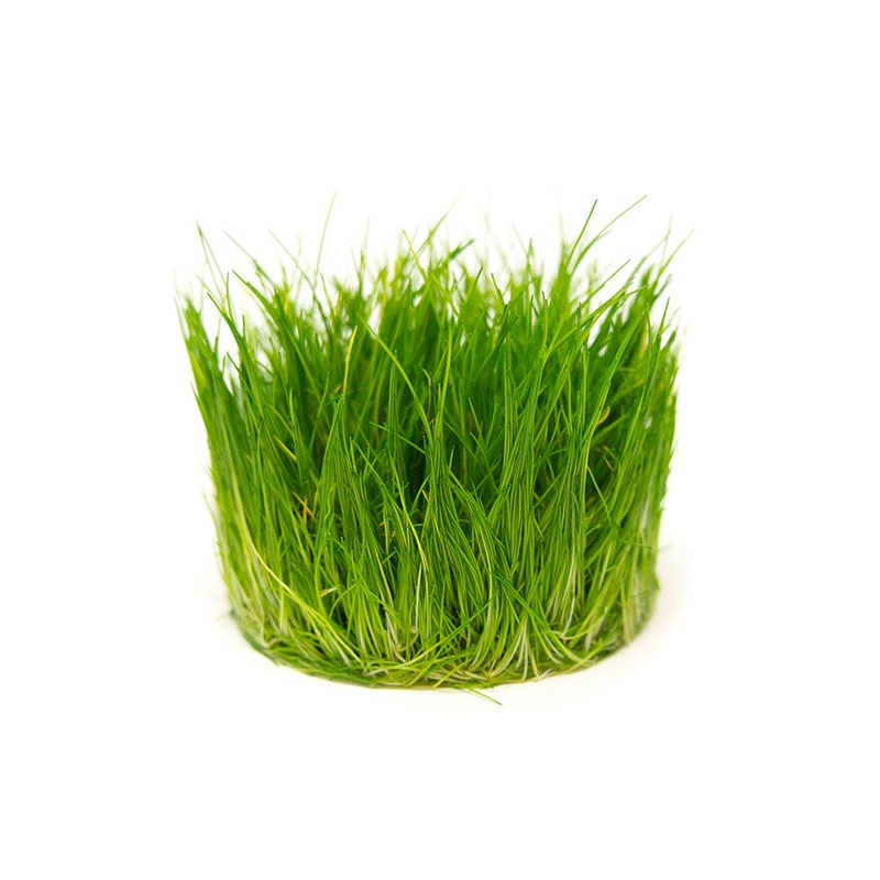 Hairgrass AKA Needle or Least Spikerush (Eleocharis acicularis) Tissue Culture