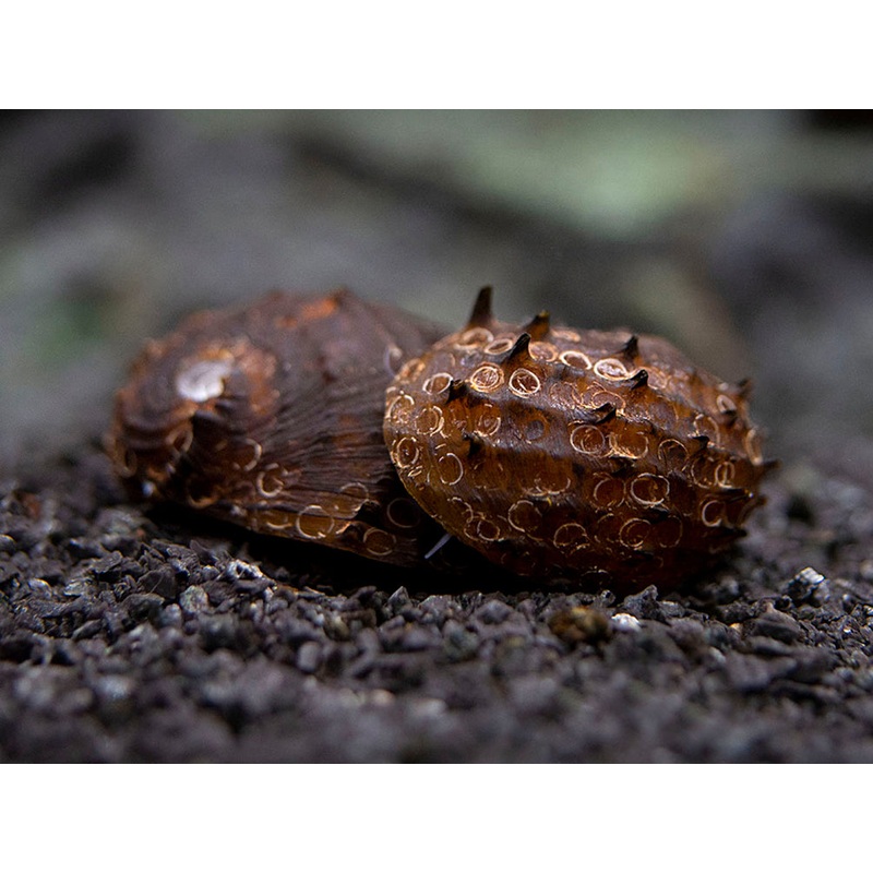 King Koopa Nerite Snail (Neritina juttingae)