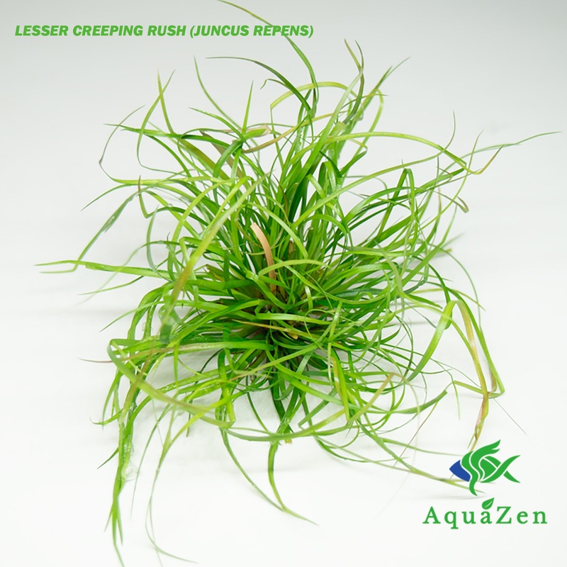 Lesser Creeping Rush (Juncus repens) Tissue Culture