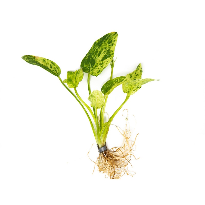 Marble Queen Radican Sword (Echinodorus cordifolius "Marble Queen"), bare root