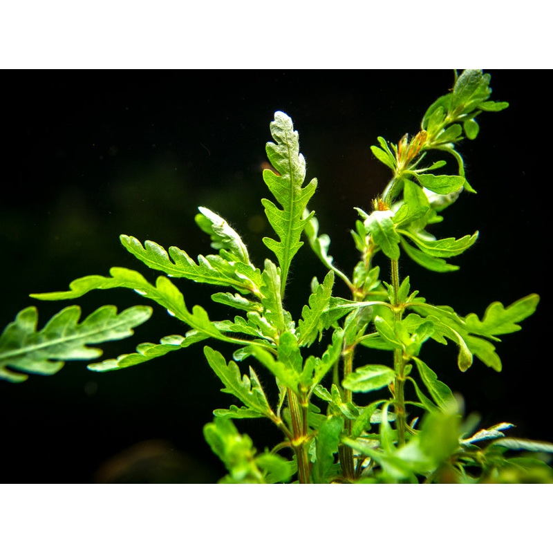 Miramar Weed (Hygrophila pinnatifida), bunch