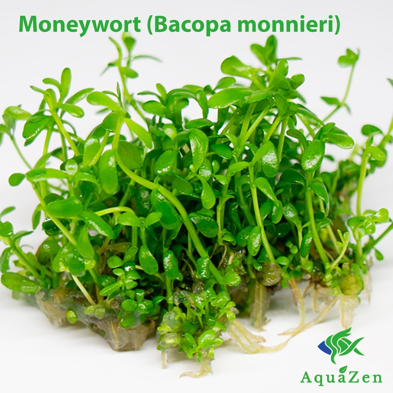 Moneywort (Bacopa monnieri) Tissue Culture