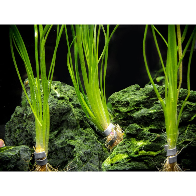 Narrowleaf Sagittaria (Sagittaria subulata), Bunch w/Lead