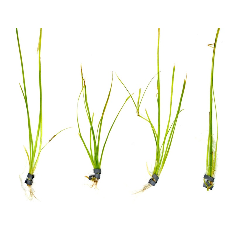 Narrowleaf Vallisneria (Vallisneria nana), Bunch w/Lead