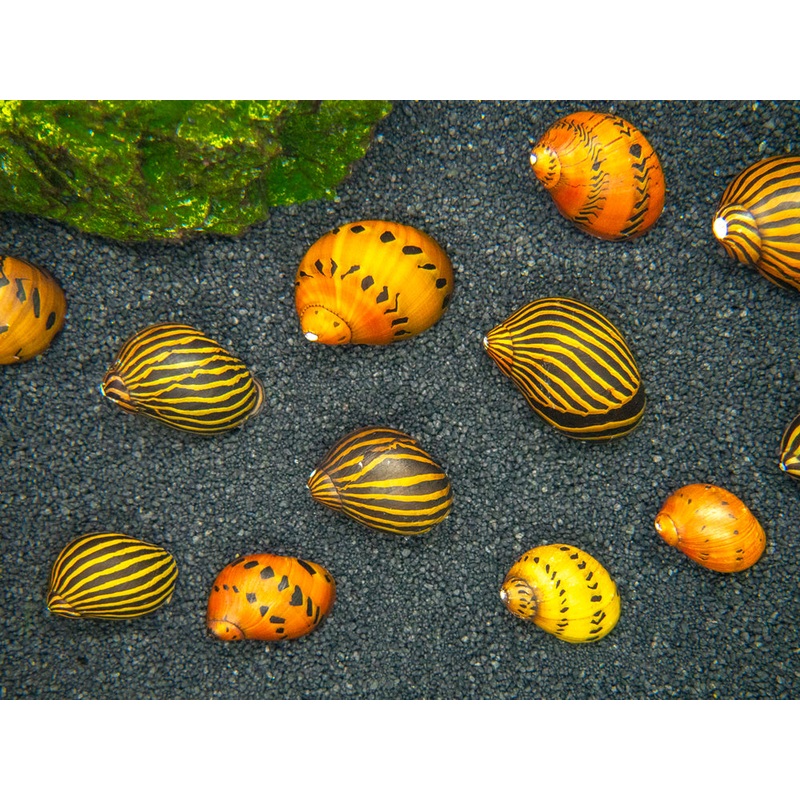Nerite Snail Combo Pack: Tiger Nerite + Zebra Nerite