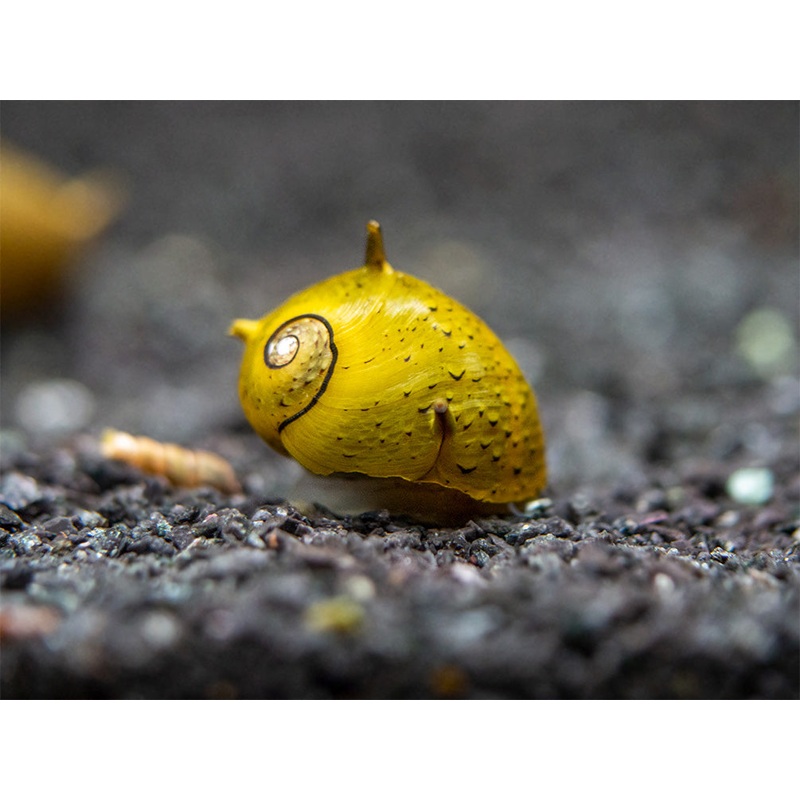 Olive Gold Thorn/Horn Nerite Snail (Clithon corona/diadema)