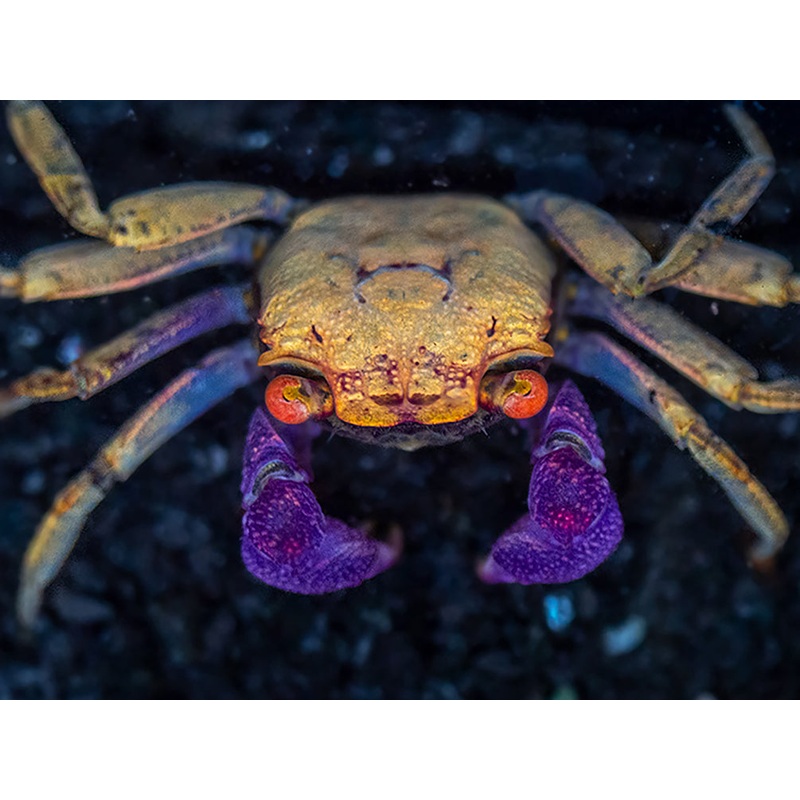 Orange Disco Vampire Crab (Geosesarma tiomanicum)
