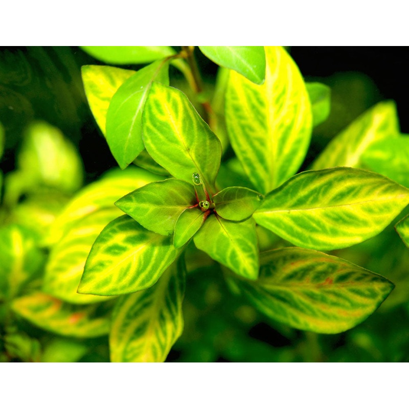 Oval Ludwigia (Ludwigia ovalis)