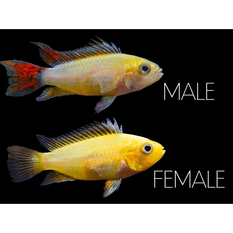 Platinum Double Red Cockatoo Dwarf Cichlid (Apistogramma cacatuoides) - TANK-BRED!!!