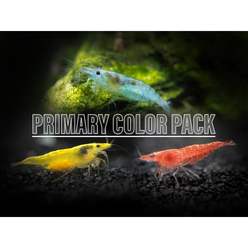 Primary Colors Dwarf Shrimp Combo Pack (Sakura Red, Neon Yellow, and Sky Blue), Tank-Bred!