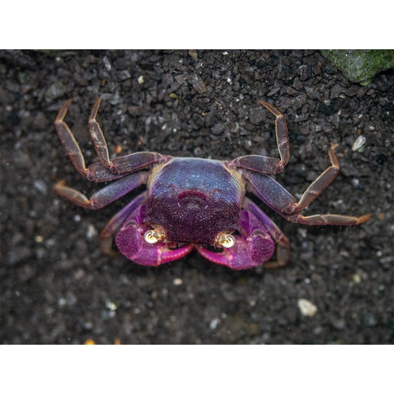 Purple Vampire Crab (Geosesarma bogorensis)
