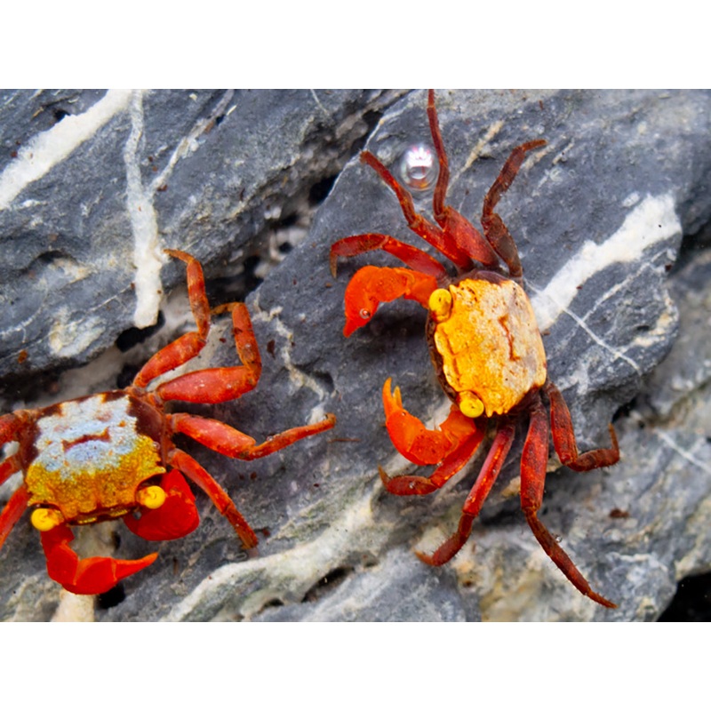 Rainbow Vampire Crab (Geosesarma rouxi "Red Legged")