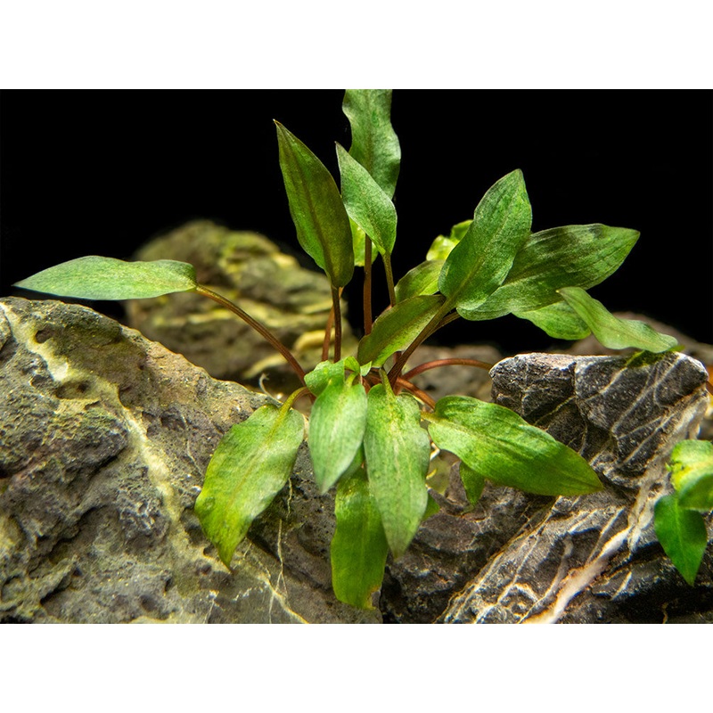 Red Cryptocoryne wendtii