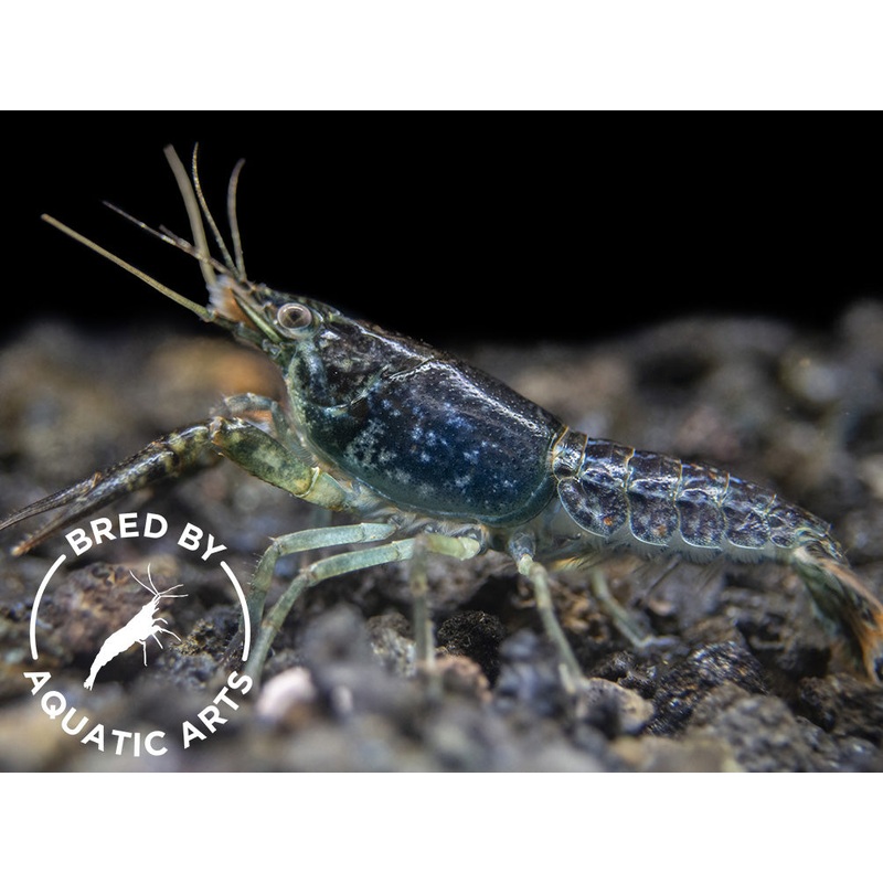 Sapphire Crayfish (Procambarus clarkii Sapphire), BREDBY: Aquatic Arts