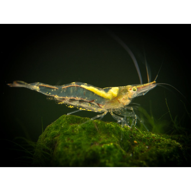 Short Nose Algae Shrimp (Caridina longirostris)