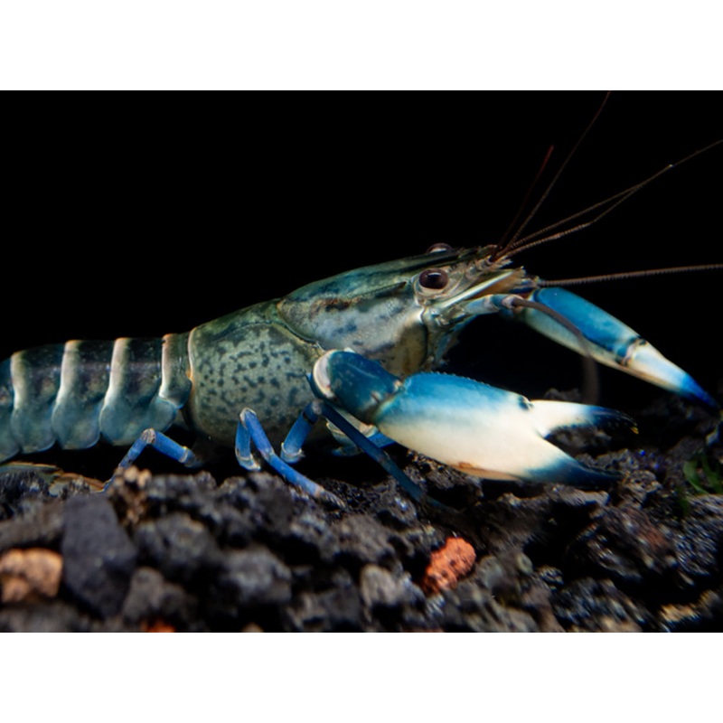 Snakeskin Blue Moon Crayfish (Cherax boesemani "Snakeskin Blue Moon")