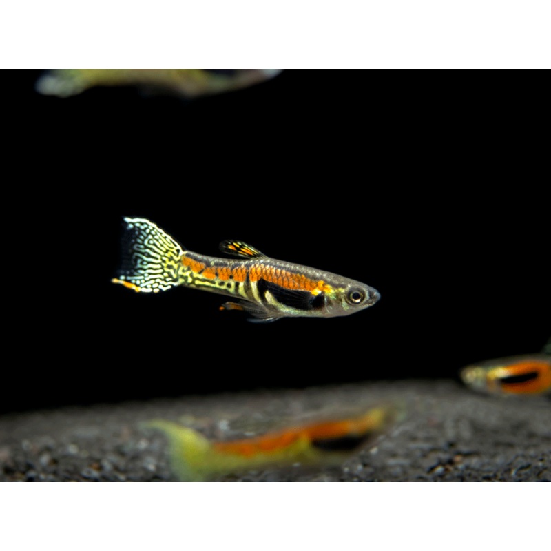 Sunburst Cobra Endlers Livebearer (Poecilia wingei "Sunburst Cobra") - Male, Tank-Bred