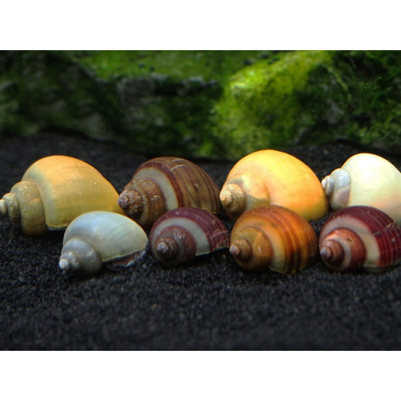 SUPER DELUXE Multi-Color Mystery Snail Combo Pack (Pomacea bridgesii) - Tank-Bred!