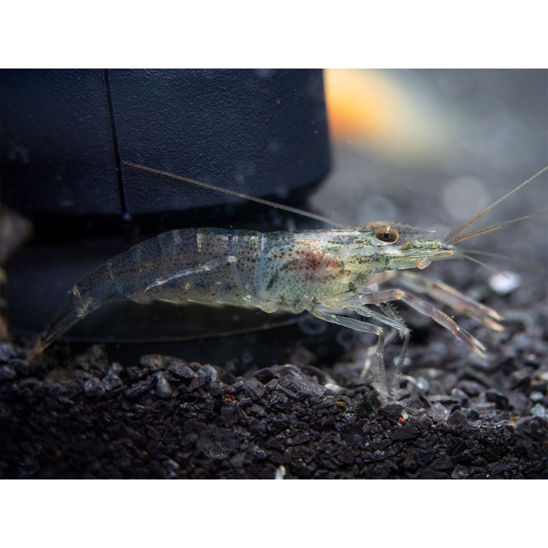 Taiwanese Long Claw Prawn (Macrobrachium placidulum)