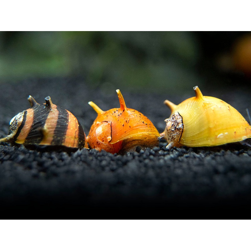 Three-Color Thorn/Horn Nerite Snail (Clithon corona/diadema)