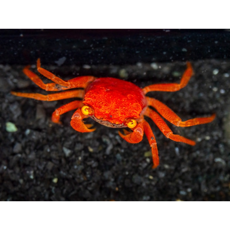 Tomato Vampire Crab (Geosesarma sp.)