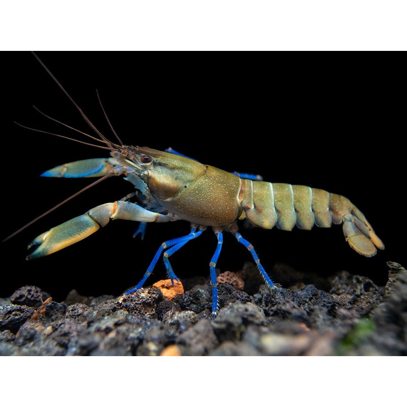 Tricolor Blue Moon Crayfish (Cherax boesemani)