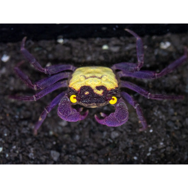Vampire Crab (Geosesarma dennerle)