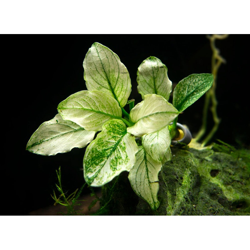 Variegated Anubias Nana (Anubias barteri Variegated Nana), bareroot or potted