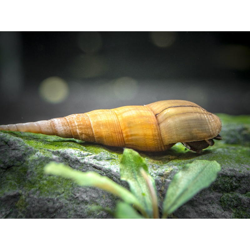 Yellow Chopstick Snail (Stenomelania plicaria)