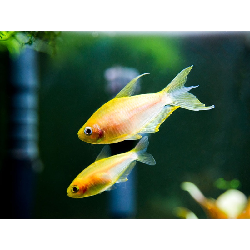 Albino Emperor Tetra (Nematobrycon palmeri var. "Albino") - Tank-Bred!