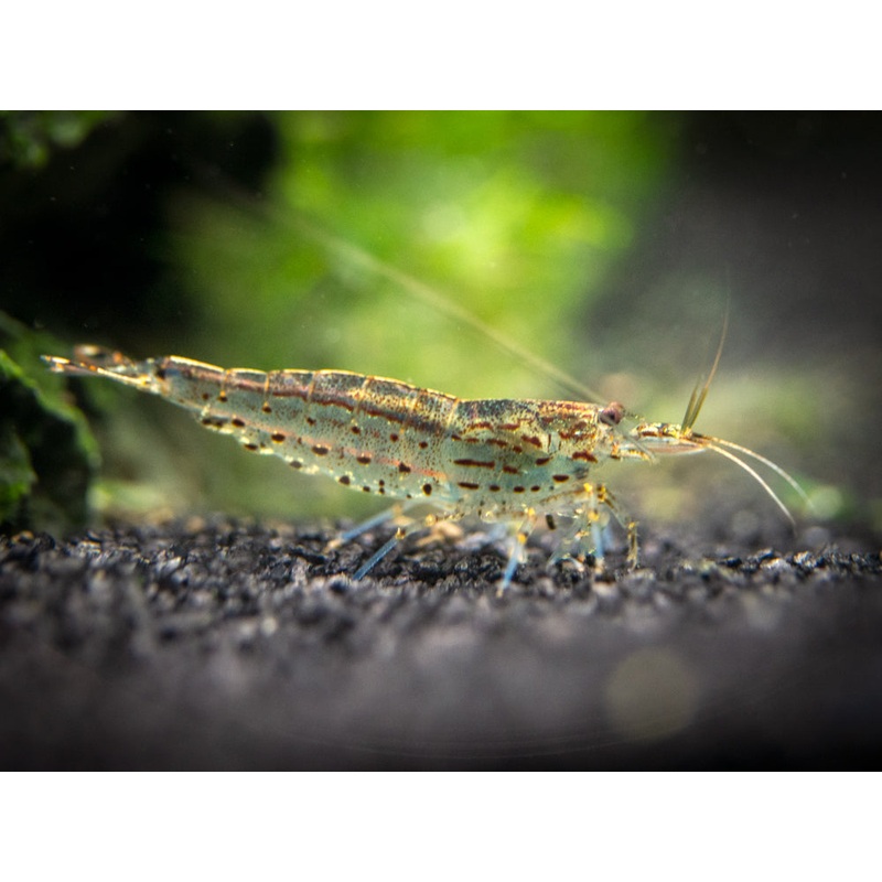 Amano AKA Yamato Shrimp (Caridina multidentata)