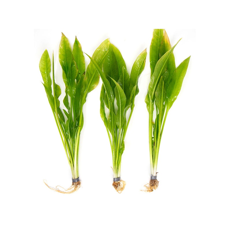 Amazon Sword Plant