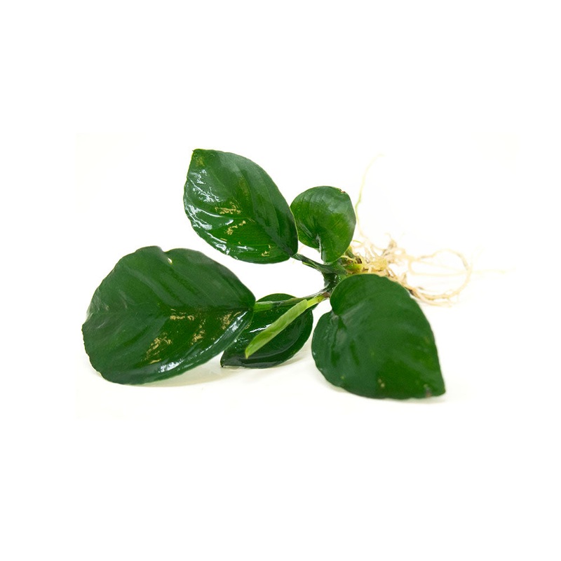 Anubias barteri - Bare Root