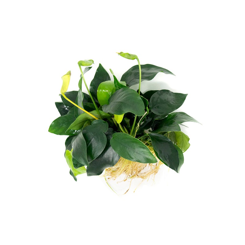 Anubias nana (Anubias barteri var. nana) - Bare Root, EXTRA LARGE