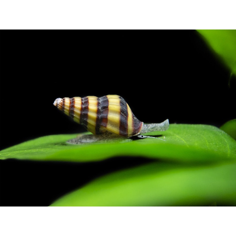 Assassin Snails (Clea helena)