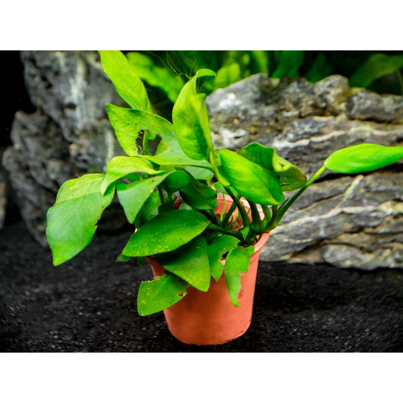 B-Grade Anubias, Assorted (Anubias sp.)