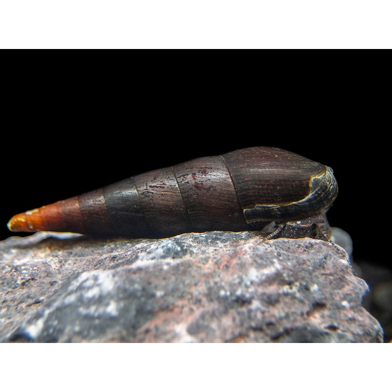 Black Devil Spike Snail (Faunus ater)