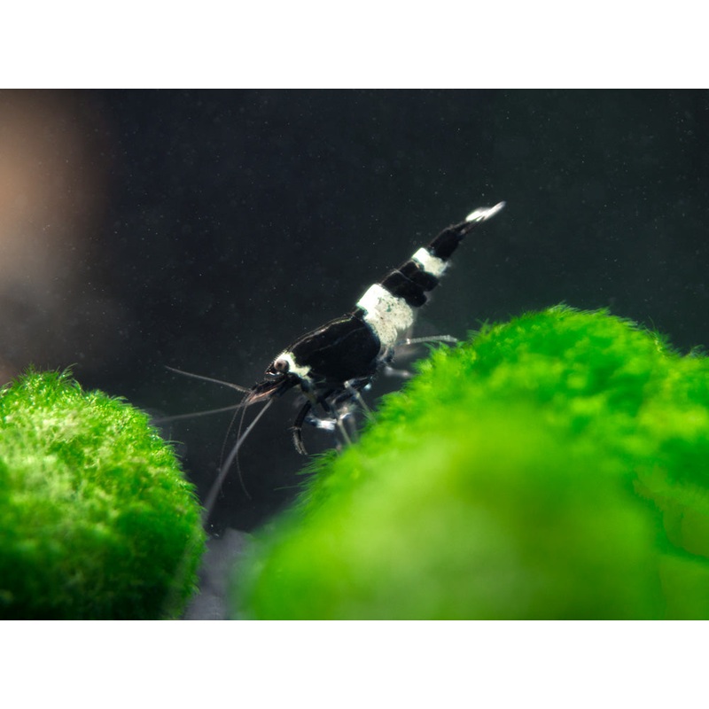 Black King Kong AKA Black Bolt Shrimp (Caridina cantonensis), A-S Grade, Tank-Bred!