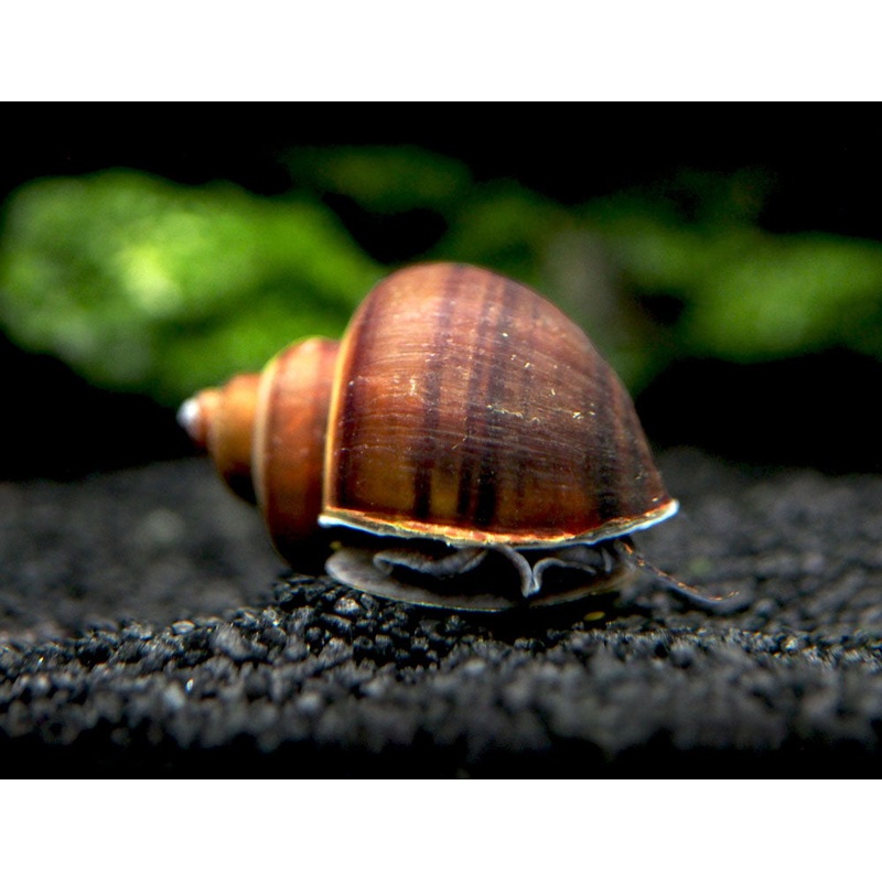 Black Mystery Snails (Pomacea bridgesii) - Tank-Bred!