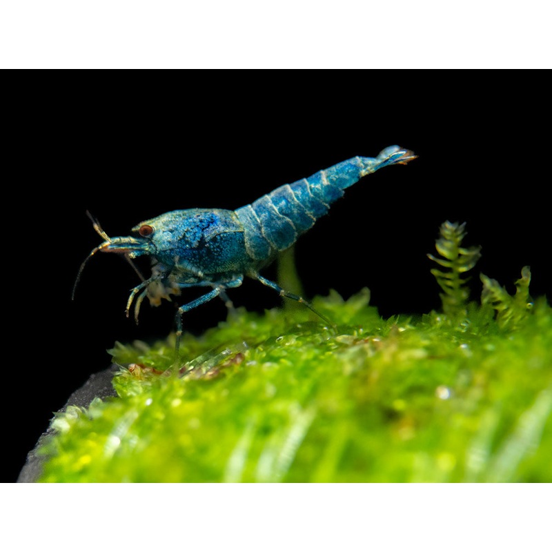 Blue Bolt Shrimp (Caridina cantonensis var. Blue Bolt), A-S Grade, Tank-Bred