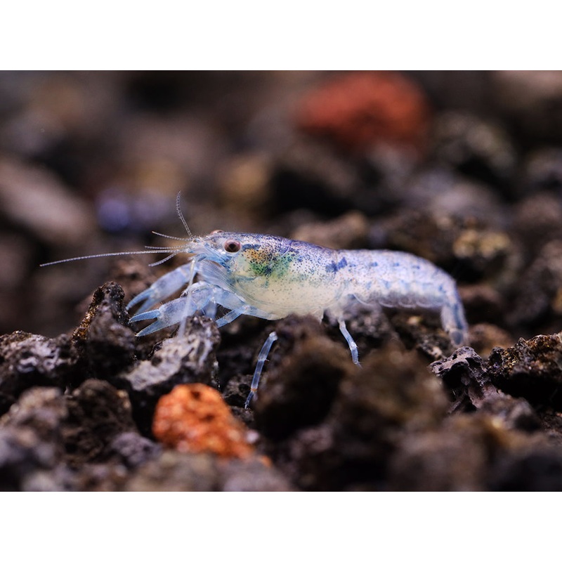 Blue Brazos Dwarf Mexican Crayfish/Mini Lobster (Cambarellus texanus "Blue"), Tank-Bred!