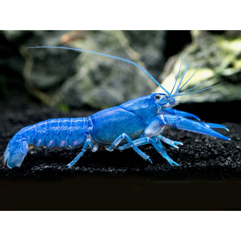 Blue Pearl Crayfish (Cherax albidus) - Tank-Bred!