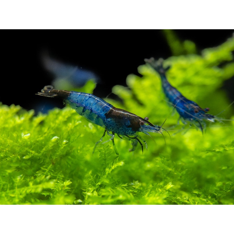 Blue Rili Shrimp (Neocaridina davidi), Tank-Bred